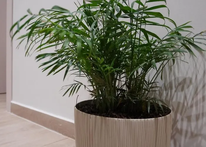 Ionian Blue 4 希马拉